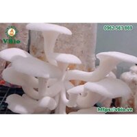 10 Phôi sò trắng loại 1 - Phôi nấm sò trắng loại to