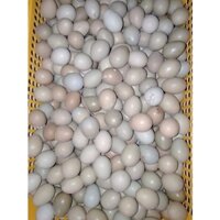 10 quả trứng chim trĩ đỏ về ấp