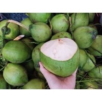 10 trái dừa xiêm xanh bến tre