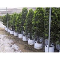 10 Túi Vải Trồng Cây Có Quai 35x30