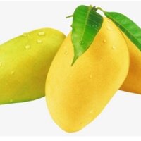 100 cái size 22x30cm túi bọc trái cây Xoài cát Hòa lộc, xoài cát chu bằng vải mềm thoáng không đọng nước mưa