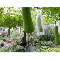 100 cái túi bọc Mướp bọc Bầu size 15x60cm dùng bao trái cây Ánh Dương