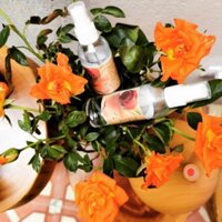 (100% thiên nhiên) Nước xịt khoáng Hoa Hồng