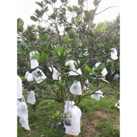100 Túi 30x30cm Túi chuyên dùng Bao Trái Cây Bưởi Diễn