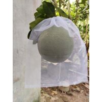 100 túi 30x35 lưới mùng bao bưởi da xanh