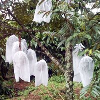 100 Túi Bao Sầu Riêng - Kích Thước 50 X 66 cm - Lưới Mùng - Dây Rút