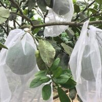 100 túi bọc bưởi lưới mùng sọc