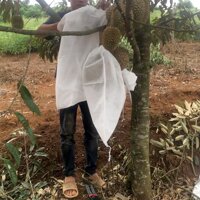 100 Túi Bọc Sầu Riêng - Kích Thước 50 X 66 cm - Lưới Mùng - Dây Rút