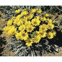 1000.HẠT Hạt Giống Hoa Cúc Huân Chương Talent Vàng Chanh F1Pro (| -KD: B16*V22)