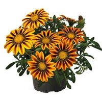 1000.HẠT Hạt Giống Hoa Cúc Huân Chương Zany Ban Mai F1Pro (| -KD: B16*V22)