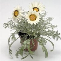 1000.HẠT Hạt Giống Hoa Cúc Huân Chương Talent Trắng F1Pro (| -KD: B16*V22)