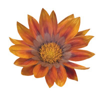 1000.HẠT Hạt Giống Hoa Cúc Huân Chương Talent Đỏ F1 (| -KD: B36*V22)