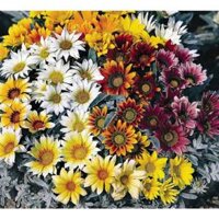 1000.HẠT Hạt Giống Hoa Cúc Huân Chương Talent Mix F1Pro (| -KD: B16*V22)