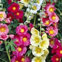 100G (1 lạng) hạt giống mãn đình hồng gieo hạt cùng hạt giống Thiên Trúc