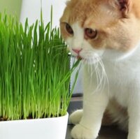 100g Hạt giống cỏ Yến Mạch - cỏ chó mèo