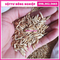 100g Hạt giống cỏ yến mạch (cỏ lúa mỳ cỏ mèo) - cỏ chịu lạnh  chịu sương muối