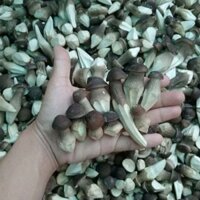 100g Nấm Mối Đen Sấy Thăng Hoa Loại Thượng Hạng