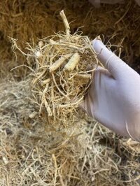 100g Rễ nhân sâm sấy khô