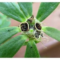 100GR 245K.HẠT Hạt Giống Rau Sam (| C10*W50)