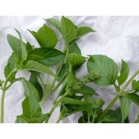 100GR 37K.HẠT Hạt Giống Húng Thơm Trắng | Rau É Trắng | Rau Gia Vị (| C55*X33)
