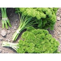 100GR 6000.HẠT Hạt Giống Ngò Tây Parsley Siêu Xoắn Triple (| B32*X31)