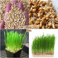 100GR - HẠT GIỐNG CỎ LÚA MÌ  LÚA MẠCH  - CỎ MÈO.