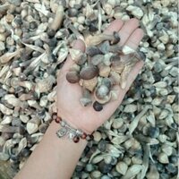 100gr Nấm Mối Đen Sấy Thăng Hoa - Nấm Hữu Cơ