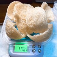 100gr Yến Sào Tinh Chế Cao cấp + kèm 🎁