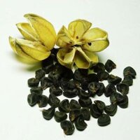 (100GRAM) Hạt giống Atiso đỏ/hoa bụp giấm chuẩn vùng Bình Thuận