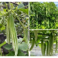 100gram hạt giống lặc lè - mướp nhật