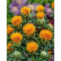 100H Hạt Giống Hoa Rum Cắt Cành Deep Orange (KD|C13)