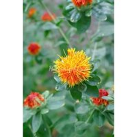 100H Hạt Giống Hoa Rum Cắt Cành Gold (KD| -KD: C13*0)