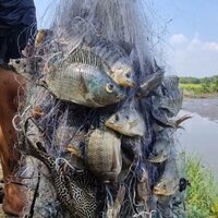 100m Lưới Bắt Cá Rô Phi lưới Thái chuẩn có nhiều kích cỡ