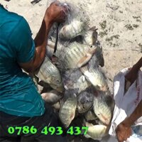 100m Lưới Đánh Cá Rô Phi giá rẻ, ship toàn quốc, xem hàng thanh toán