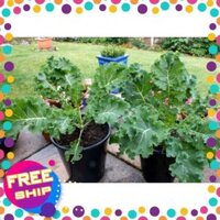 (1086) Combo Hạt giống rau cải xoăn (kembau) 90