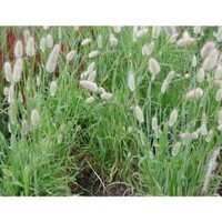 10GR 20K.HẠT Hạt Giống Cỏ Đuôi Thỏ (| -KD: B19*V51)