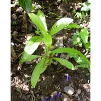 10GR 4000.HẠT Hạt Giống Hoa Cúc Bách Nhật Mix (| -KD: B26*V72)