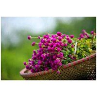 10GR 4000.HẠT Hạt Giống Hoa Cúc Bách Nhật Tím (| -KD: B26*V72)