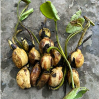 10kg Củ Sen Giống Sen Trồng Lấy Củ- Sen Sóc Trăng