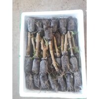 15 Cây Chè Khổng Lồ cho chăn nuôi.