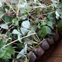 15 cây giống dâu tây mỹ siêu trái