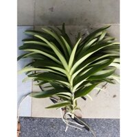 15 Cây Lan Giống Mokara Cao 15-20cm Gồm 5 Màu:3 Đỏ,3 Vàng,3 Hồng,3 Tím,3 Cam