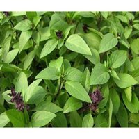 15 gói hạt giống rau thơm gia vị: xà lách, ngò rí, húng chanh, húng lũi, húng quế, ớt chỉ thiên, tía tô, ngò gai,...
