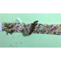 15 Miếng Keo Bẫy Thằn Lằn Keo Dính Thạch Sùng Keo Dính Thằn Lằn Keo Bẫy Tắc Kè