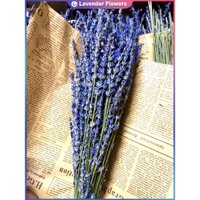 150 cành hoa khô Lavender Pháp, hoa oải hương thơm đẹp loại 1