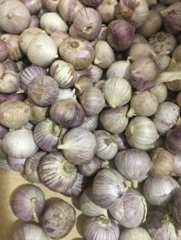 1,5kg Tỏi cô đơn to đẹp mới củ đều dùng làm tỏi đen