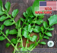 1g Hạt Giống Cải Xoong - Miền Núi Upland (Nasturtium officinale)