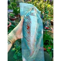 1kg (4 con) Cá thác lác rút xương (giao nhanh)