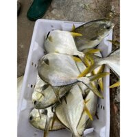 1Kg Cá Chim Biển Quảng Ninh size 3-4 con (giao hỏa tốc)