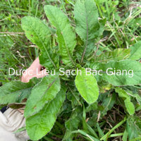 1Kg Cây Chỉ Thiên, lưỡi mèo,phơi khô,sạch,nhà làm